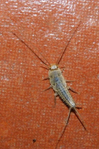 Gekuifde vis — Bild 1