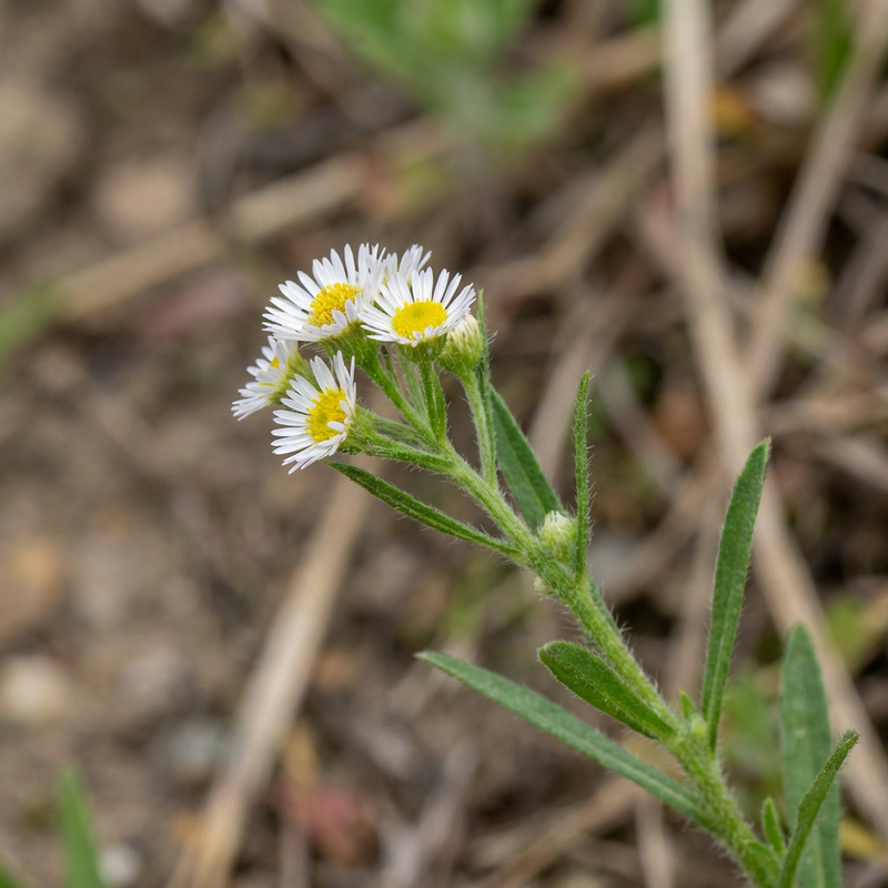 Canadese Fleabane