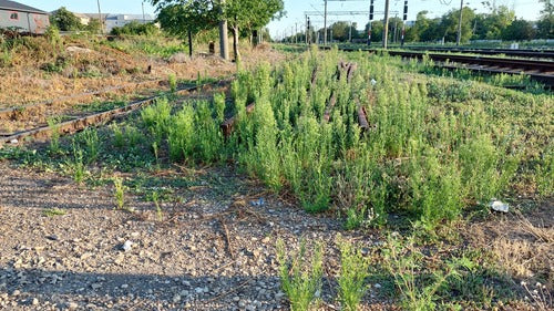 Canadese Fleabane — Bild 4