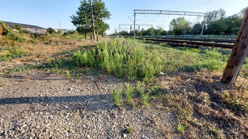Canadese Fleabane — Bild 3
