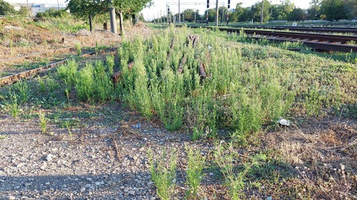 Canadese Fleabane — Bild 5