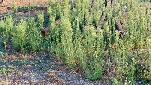 Canadese Fleabane — Bild 2