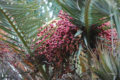 Dadelpalm van de Canarische Eilanden — Bild 5