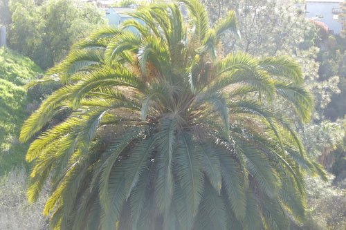 Dadelpalm van de Canarische Eilanden — Bild 4
