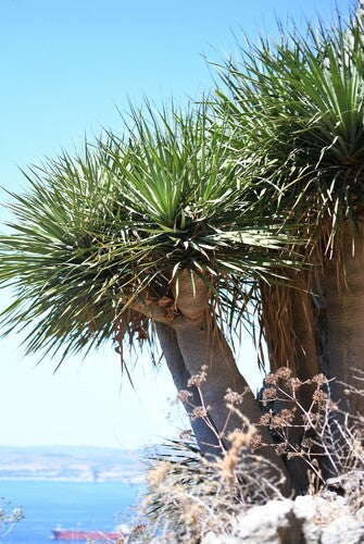 Kanarische drakenboom — Bild 2