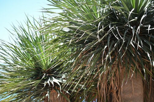 Kanarische drakenboom — foto 5 van 10