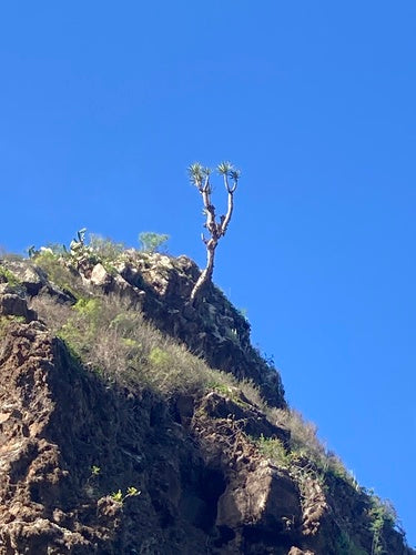 Kanarische drakenboom — Bild 5
