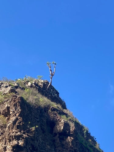 Kanarische drakenboom — Bild 4