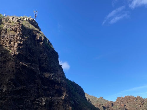 Kanarische drakenboom — Bild 3