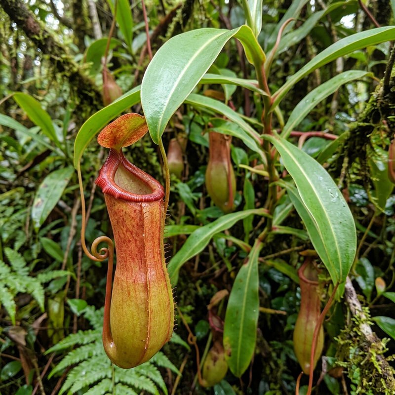 Bekerplant (hybride) (Nepenthes ventrata), AI-illustratie