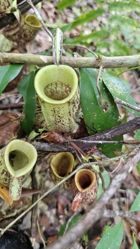 Werperplant — Bild 3