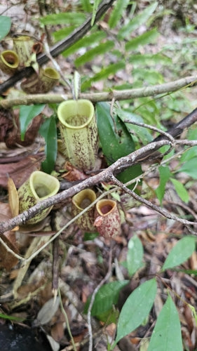 Werperplant — Bild 2