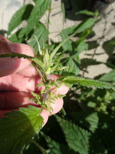 Schutter bloemen — Bild 5