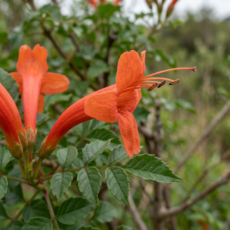 Kap-Hohnblume (Tecoma capensis), AI-illustratie