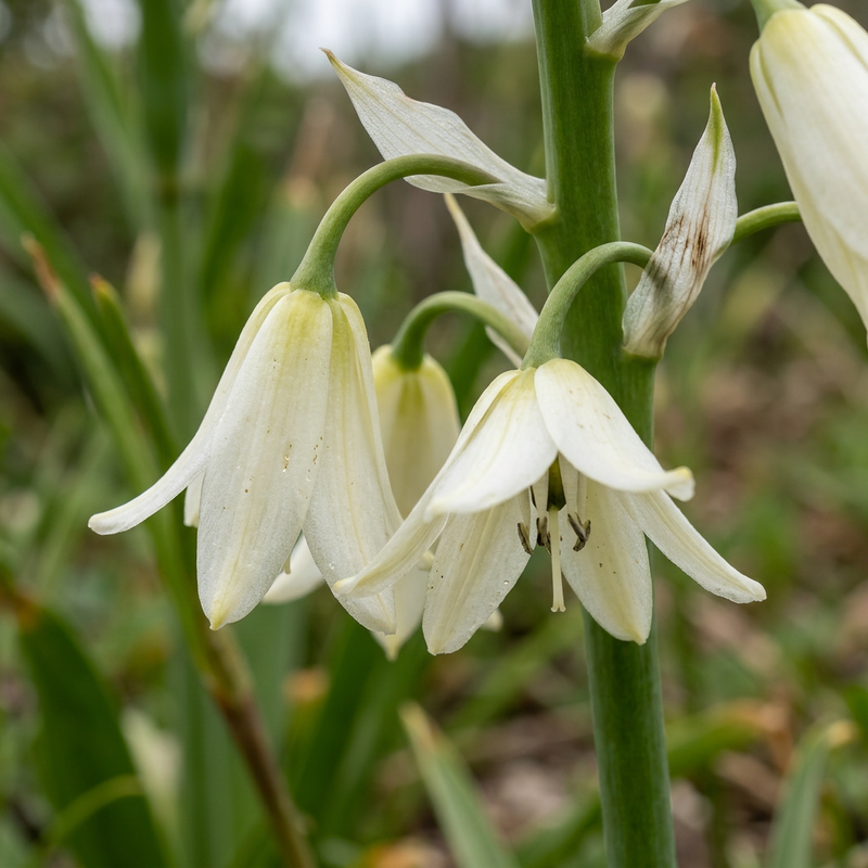 Kap-Hyazinthe (Ornithogalum candicans), AI-illustratie
