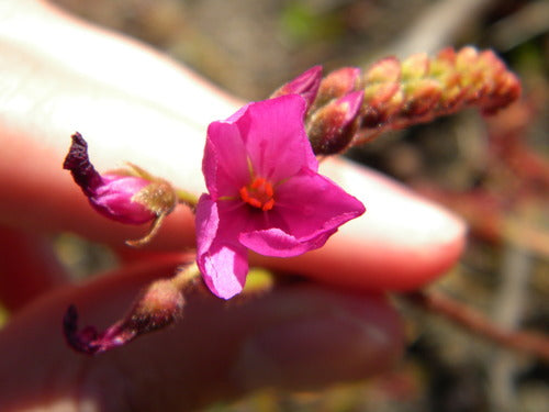 Kaapse zonnedauw — Bild 5