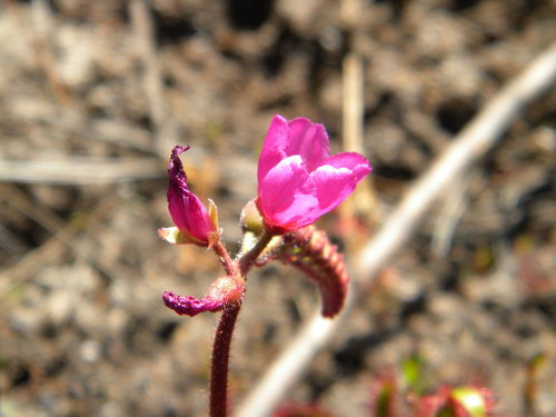 Kaapse zonnedauw — Bild 4