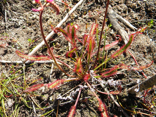 Kaapse zonnedauw — Bild 3