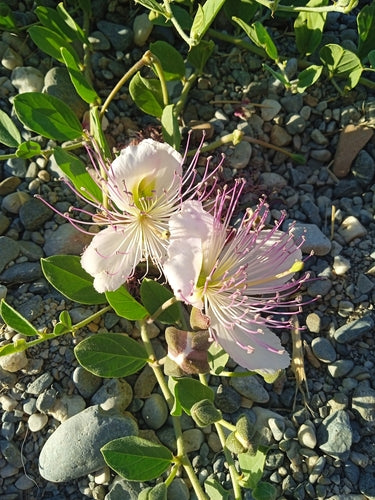 Kappertjesstruik — Bild 5