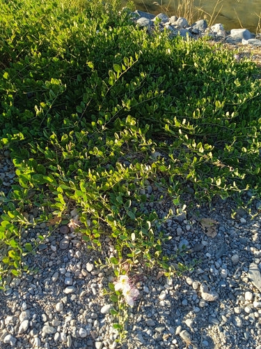 Kappertjesstruik — Bild 4