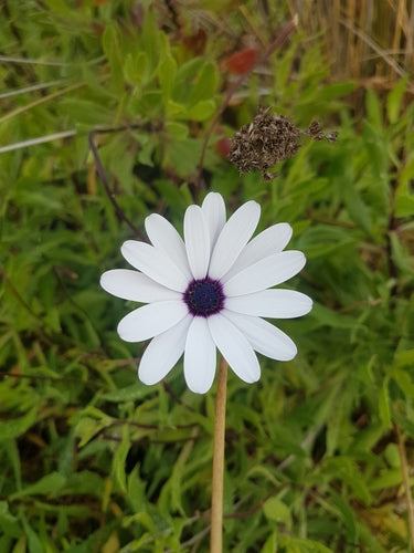 Kaapse madeliefje — Bild 3