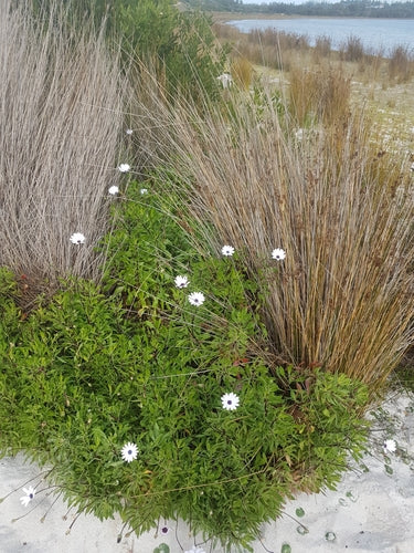 Kaapse madeliefje — Bild 2