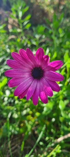 Kaapse madeliefje — Bild 5