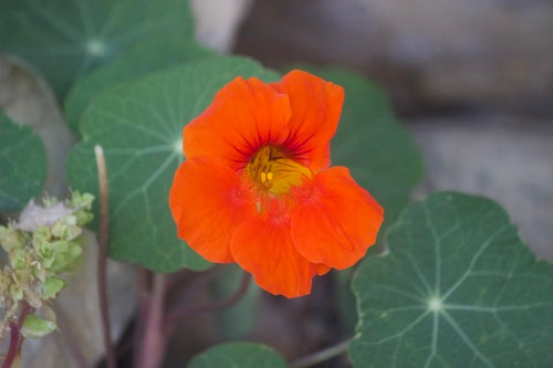 Oost-Indische kers — foto 1 van 8