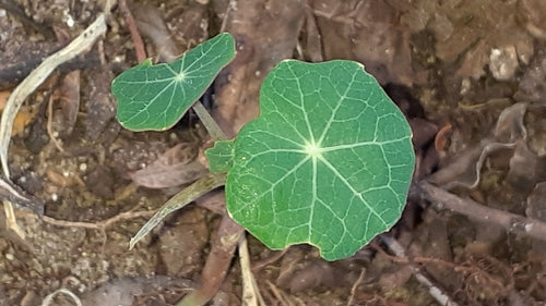 Oost-Indische kers — Bild 5