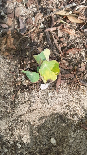 Oost-Indische kers — Bild 4