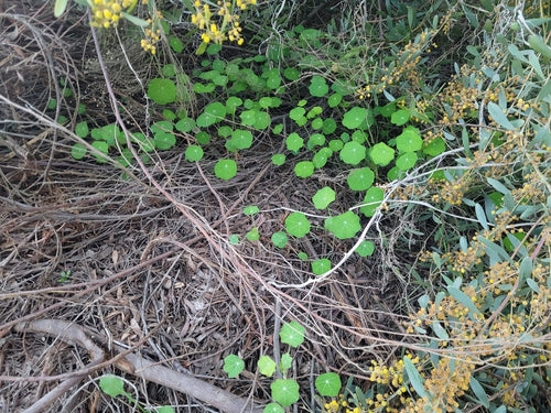 Oost-Indische kers — Bild 1