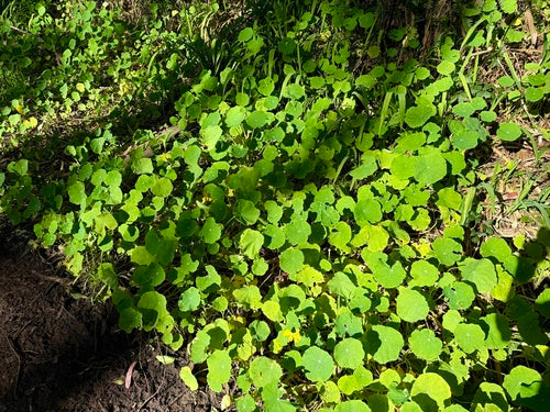 Oost-Indische kers — foto 4 van 8