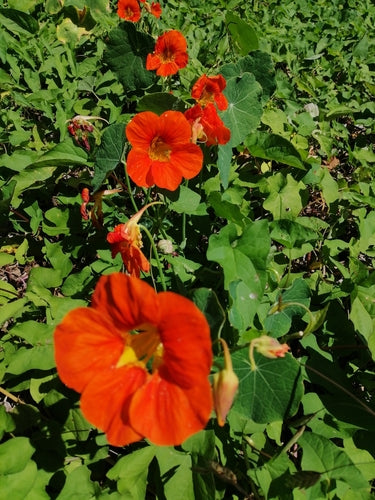 Oost-Indische kers — foto 3 van 8