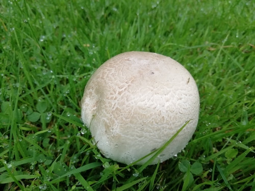 Carbolische paddestoel — Bild 5