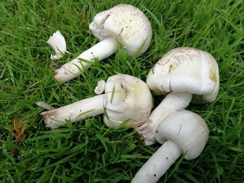 Carbolische paddestoel — Bild 3