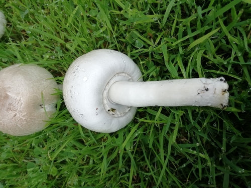 Carbolische paddestoel — Bild 2