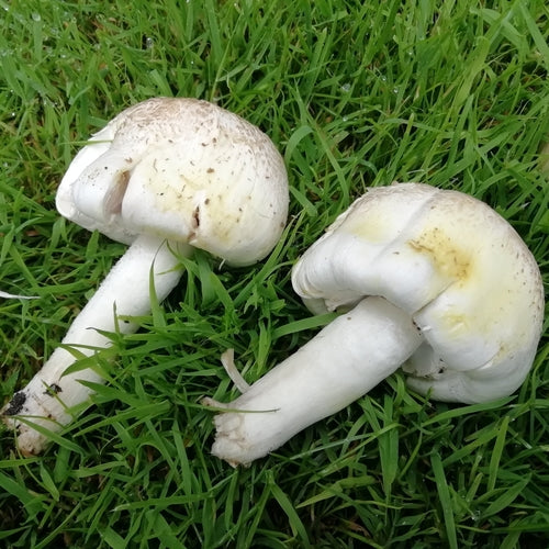 Carbolische paddestoel — Bild 1