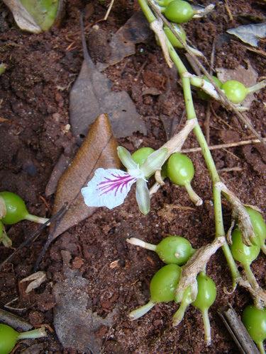 kardemom — Bild 4