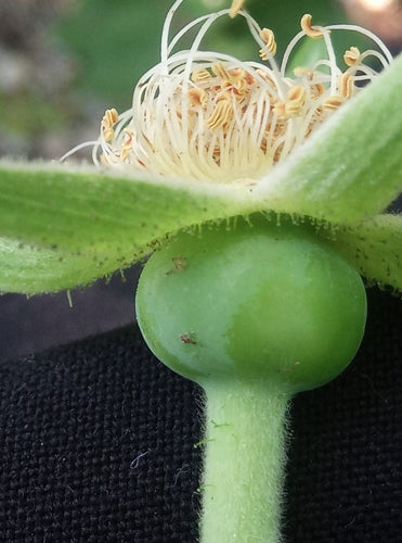 Aardappel Roos — Bild 5