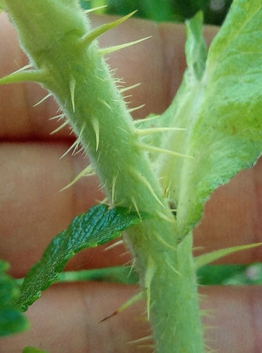 Aardappel Roos — Bild 4