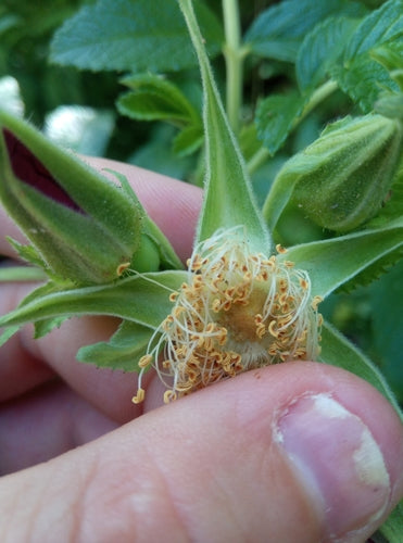 Aardappel Roos — Bild 3