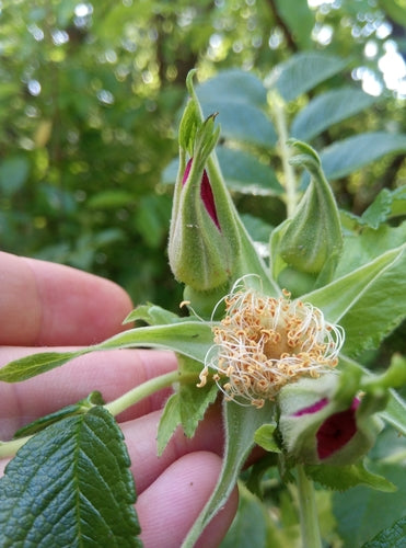 Aardappel Roos — Bild 2