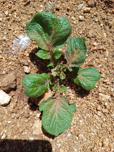 Aardappel — Bild 3