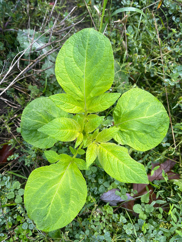 Aardappel — Bild 4