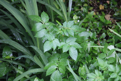 Aardappel — Bild 4