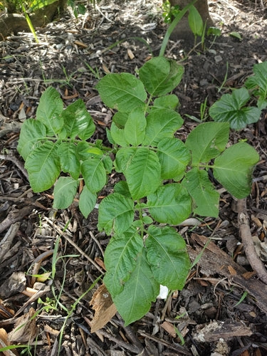Aardappel — Bild 5