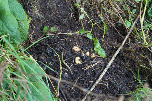 Aardappel — Bild 1