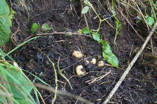 Aardappel — Bild 2