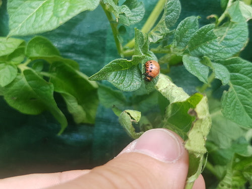 Coloradokever — Bild 2