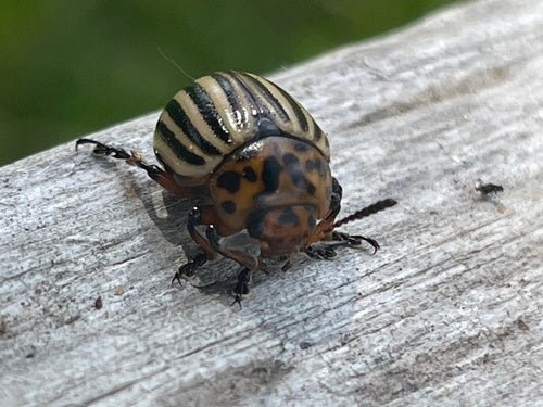 Coloradokever — Bild 3